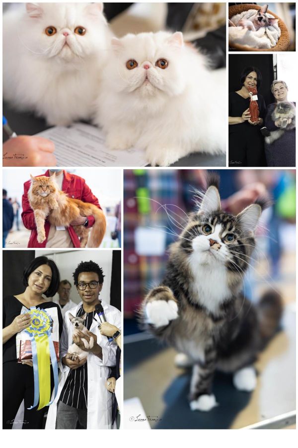 cat show