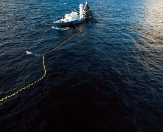 19112014 mattanza art abbate 01