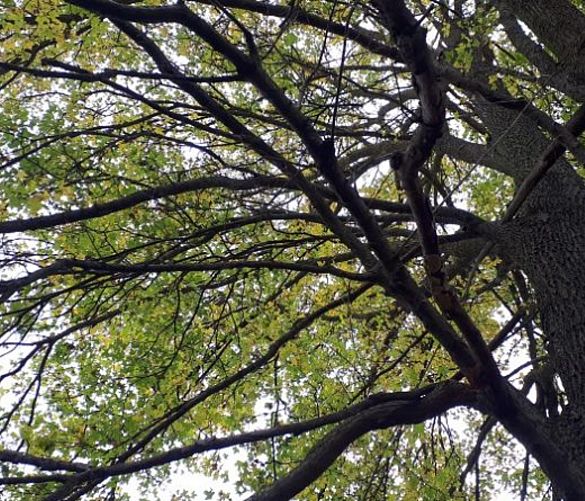 19112020 Tutela patrimonio arboreo