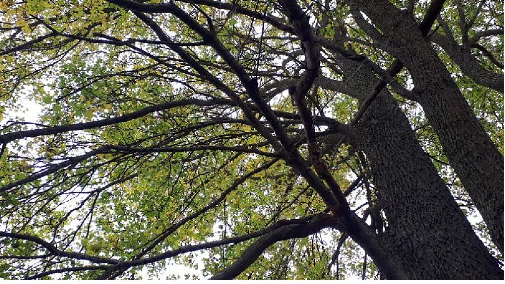 19112020 Tutela patrimonio arboreo