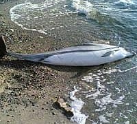 1delfinospiaggiato o 1delfinospiaggiato o