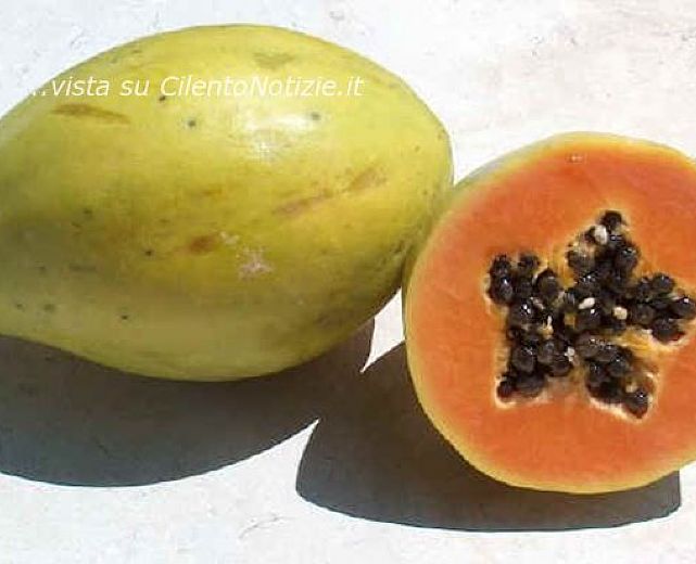 20012014 papaya 20012014 papaya