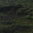 Cronaca foto - 20022014 ritrovamento pellezzano