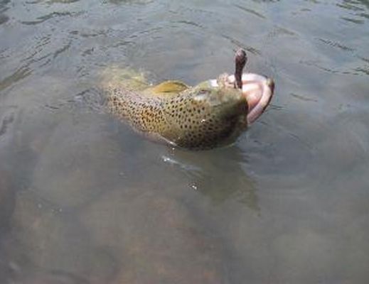 20022015 pesca trota