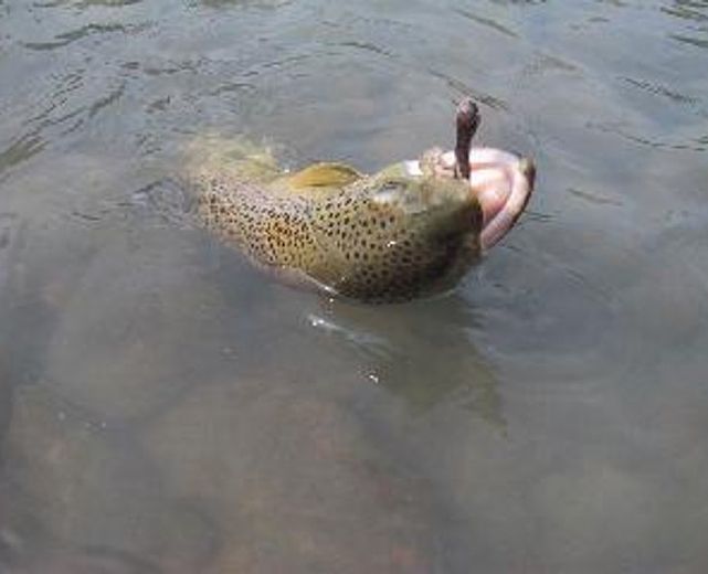 20022015 pesca trota