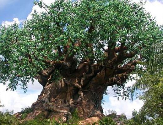 20022016 albero monumentale