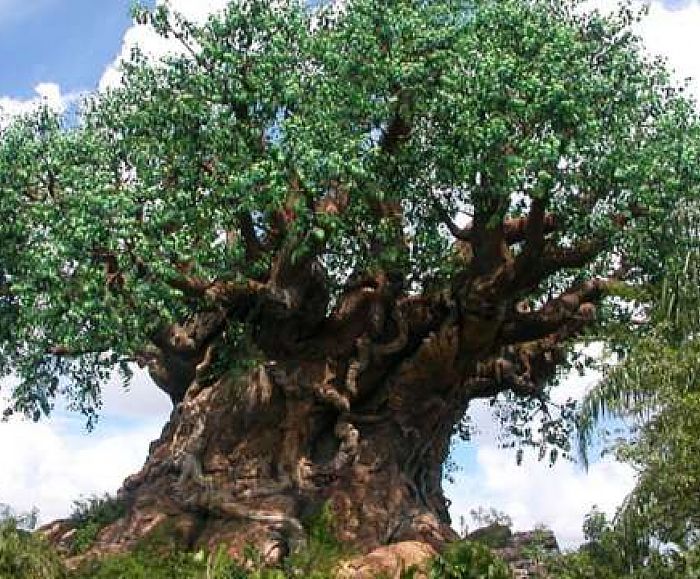 20022016 albero monumentale