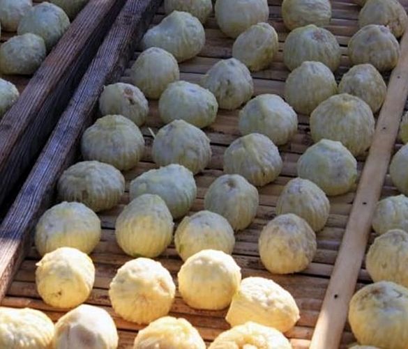 20022018 fico monnato cilento