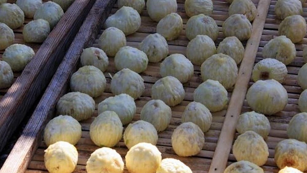 20022018 fico monnato cilento