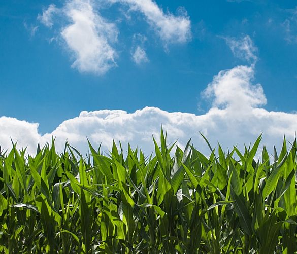 20022019 agricoltura
