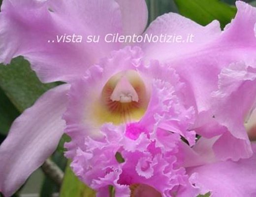 Marisa-Russo foto - 20032013 primavera nel cilento