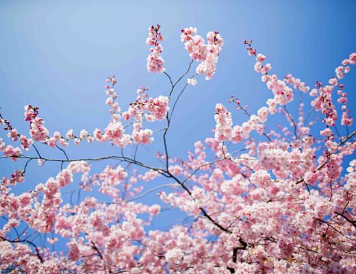 20032015 arriva la primavera