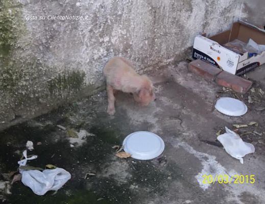 20032015 cagnolino salvato