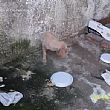 Cilento - Le ultime  Notizie foto - 20032015 cagnolino salvato