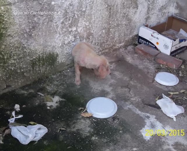 20032015 cagnolino salvato