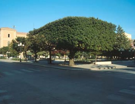 20042013 abero leccio urbano