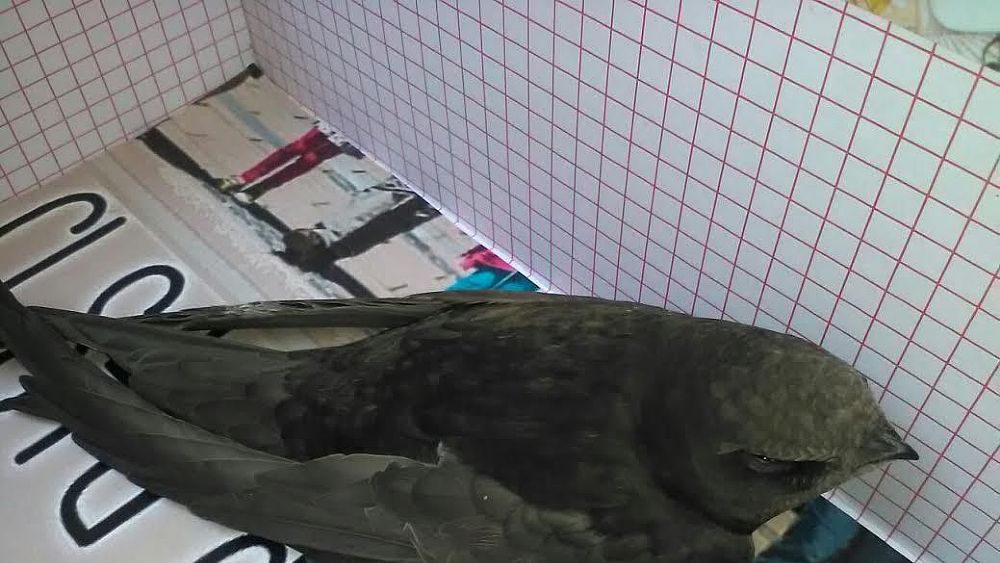 20042016 rondone salvato