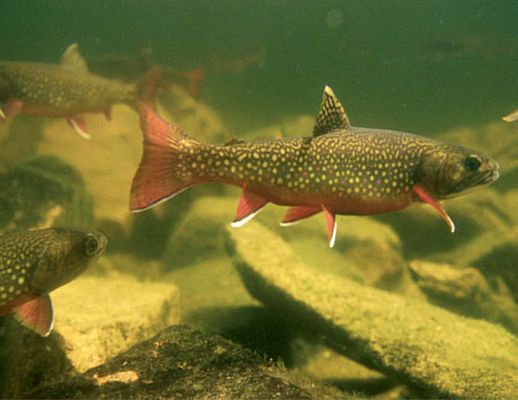 20052014 salmonidi 