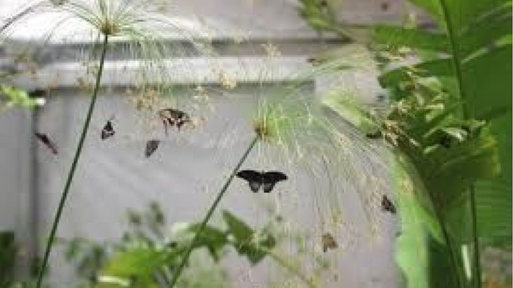 20052016 casa farfalle 20052016 casa farfalle