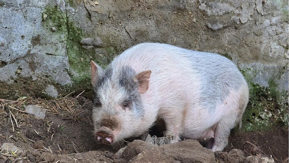 20052016 fattoria didattica