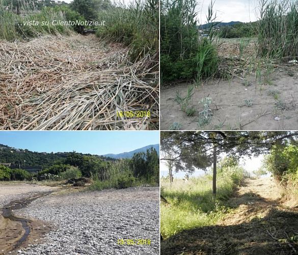 20052018 taglio canneti cilento