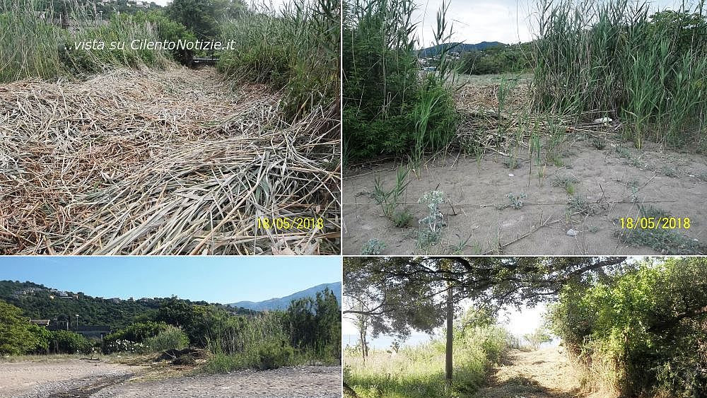 20052018 taglio canneti cilento