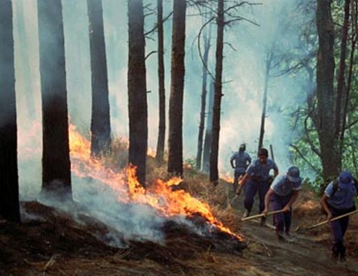 20062013 incendio boschivo