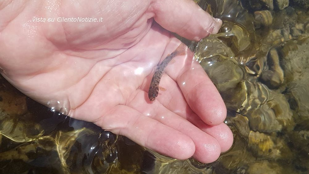 20062019 ripopolamento trote