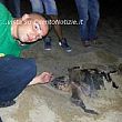 Ambiente foto - 20072013 tartaruga caretta caretta palinuro
