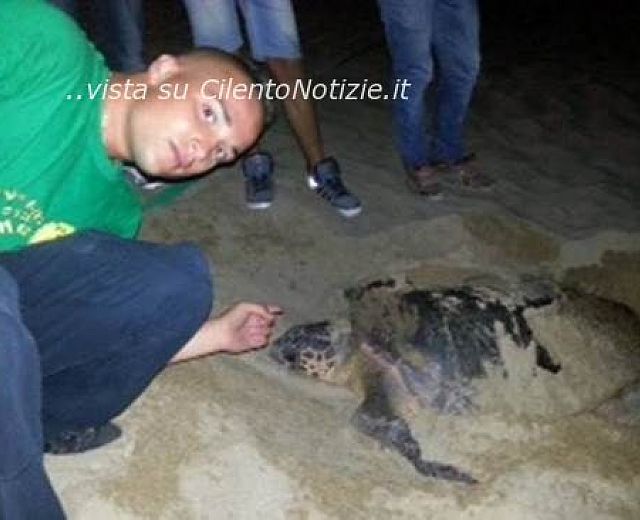 20072013 tartaruga caretta caretta palinuro
