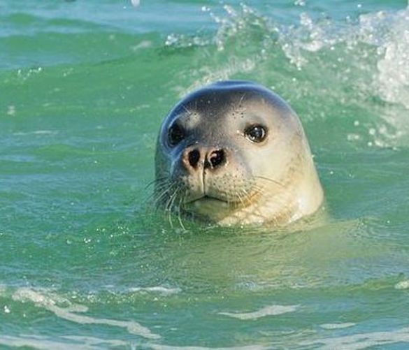 20082017 foca monaca
