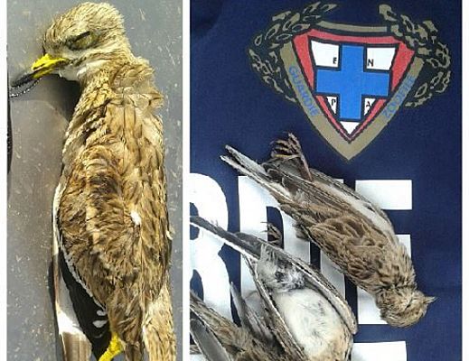 20102015 occhione ucciso