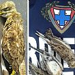Cronaca foto - 20102015 occhione ucciso