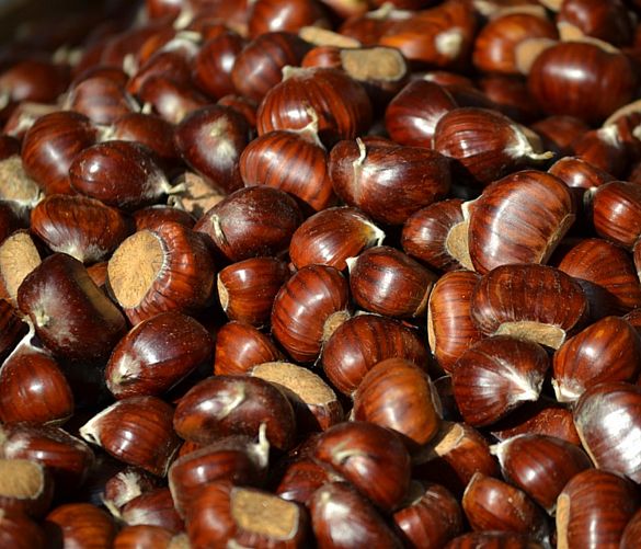 20102016 castagne emergenza