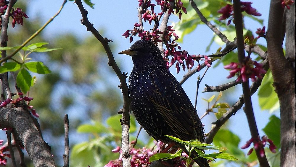 20102016 mostra ORNITOLOGICA