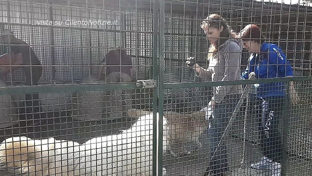 20102017 sopralluogo canile