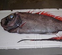 20110214 pesce criniera