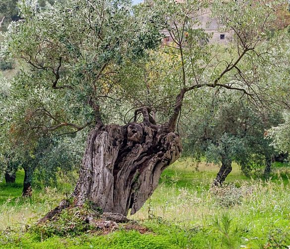 20112017 albero ulivo