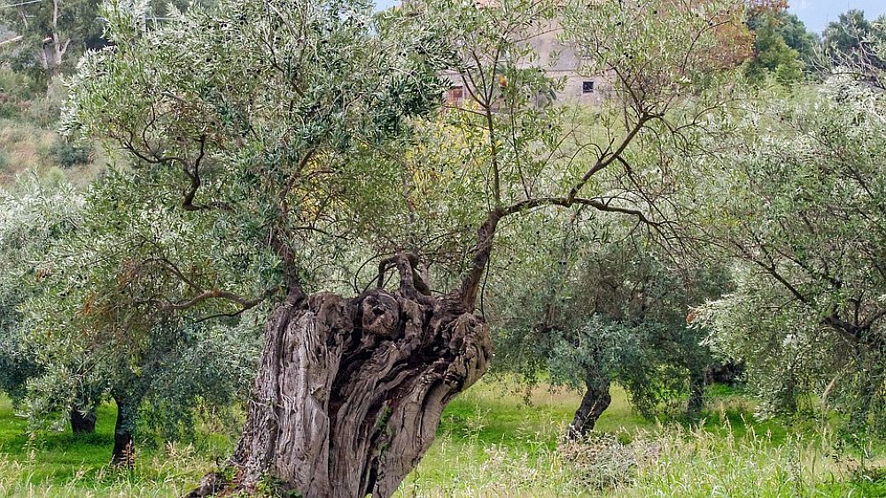 20112017 albero ulivo