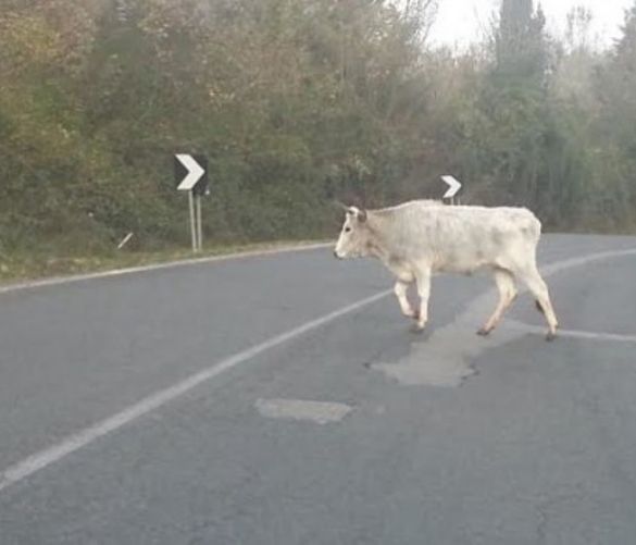 20122016 mucche in strada