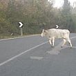 Cronaca foto - 20122016 mucche in strada