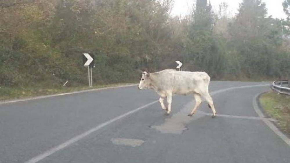 20122016 mucche in strada