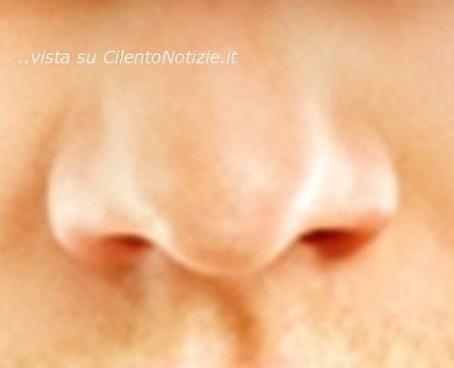 21012014 gli odori 21012014 gli odori