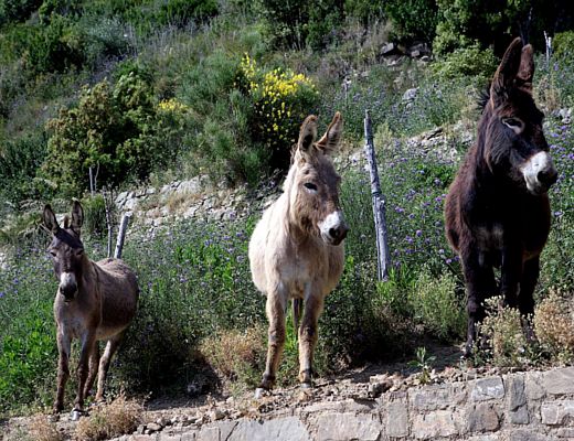 21012015 foto gal cilento