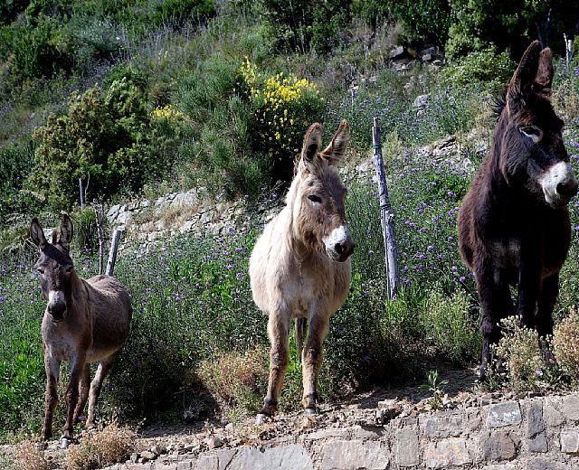 21012015 foto gal cilento