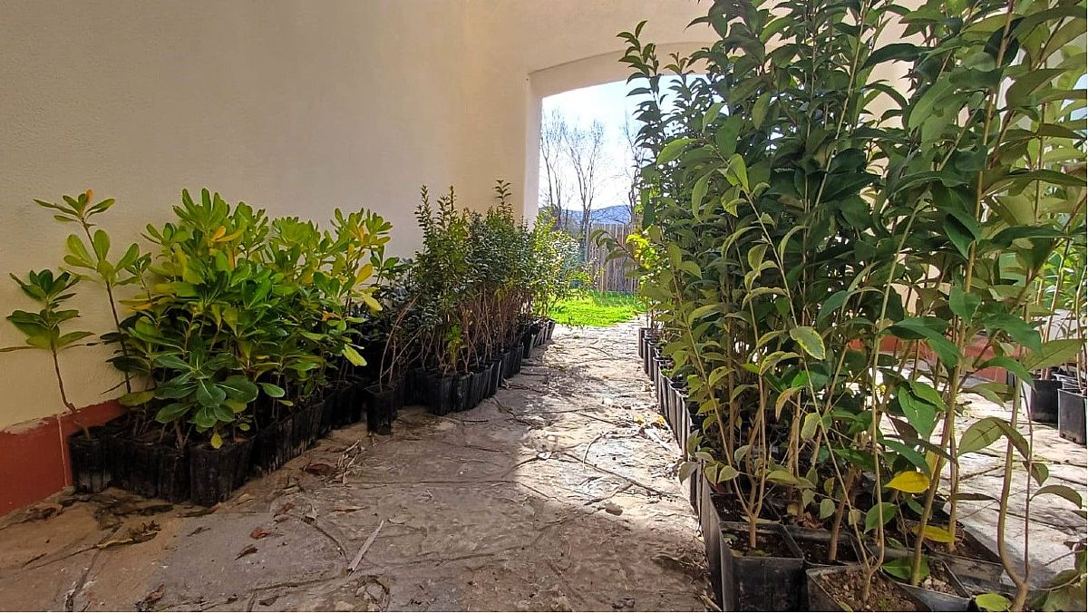 21012025 foto donazione piante 21012025 foto donazione piante