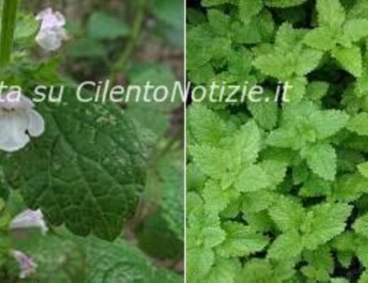 Floriana-Iuliano foto - 21022013 arte medica la melissa iuliano