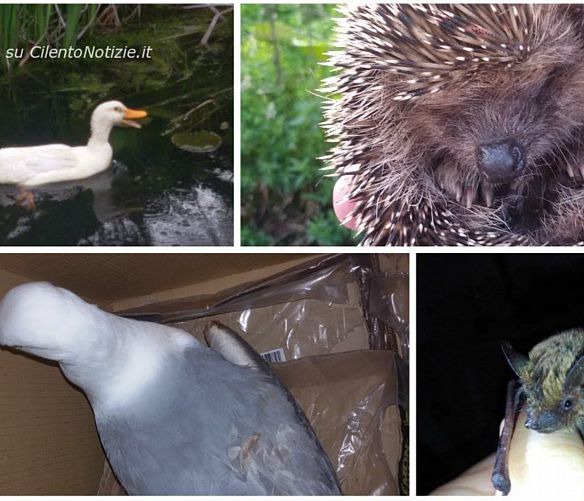 21032016 animali recuperati enpa