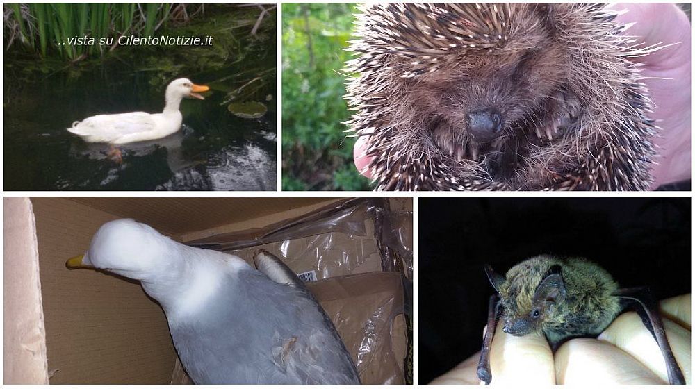 21032016 animali recuperati enpa