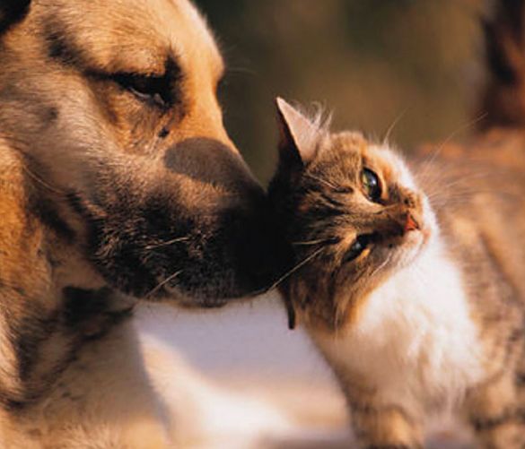 21032018 animali affezione